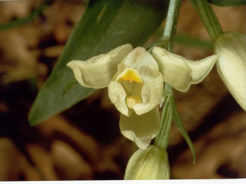 Orchidee in una villa vicino a Piediluco (Terni)